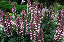 Acanthus spinosus. Bear's breeches. - Photo #1227