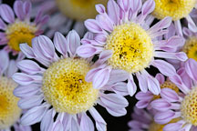 Lullaby (anemone).  Chrysanthemum (Dendranthema). - Photo #2127