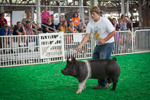Teenage boy competing in the FFA crossbred market swine show. Iowa State Fair, Des Moines. - Photo #33027