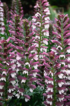 Pictures of Acanthus