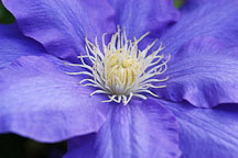 Clematis 'H. F. Young'. - Photo #3228