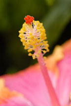 Hibiscus stamen. - Photo #3528