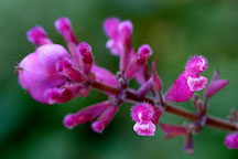 Mexican rose-leaf sage, Salvia involucrata. - Photo #1728