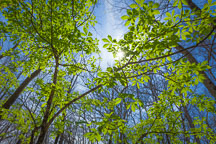 New spring growth after winter. Berry woods preserve, Iowa. - Photo #32628