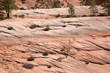Patterned erosion in the sandstone of Zion Plateau. Zion NP, Utah. - Photo #19328