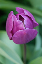 Tulip 'Negrita', Tulipa. - Photo #3028