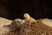 Black-tailed Prairie dog looking out of his den. Cynomys ludovicianus. - Photo #2529