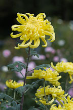 Fort Smith (irregular incurve).  Chrysanthemum (Dendranthema). - Photo #2129