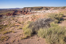 Grasses and scrub vegetation in the Painted Desert. Petrified Forest NP, Arizona. - Photo #18029