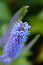 Pictures of Veronica spicata, Spiked Speedwell