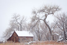 Doran Barn during snowfall. Boulder, Colorado. - Photo #33130