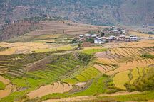 Farmhouses in Punakha and rice fields. - Photo #23230