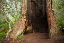 Redwood tree hollowed out by fire. Redwood National Park, California. - Photo #28830