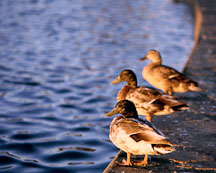 Mallards at the duck pond. Palo Alto Baylands Nature Preserve, California. - Photo #231