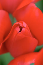 Tulip 'Red impression', Tulipa. - Photo #3031