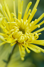 Kimie (spoon).  Chrysanthemum (Dendranthema). - Photo #2132