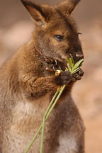 Bennett's wallaby. Red-necked wallaby. Micropus rufogiseus. - Photo #5432