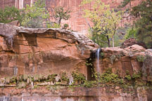Waterfall above Lower Emerald Pool. Zion NP, Utah. - Photo #19432