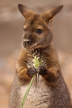 Bennett's wallaby. Red-necked wallaby. Micropus rufogiseus. - Photo #5433