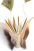 Flower book by Linda Powers. - Photo #2233