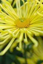 Kimie (spoon).  Chrysanthemum (Dendranthema). - Photo #2133