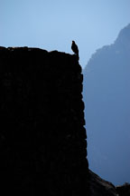 Silhouette of raptor. Machu Picchu, Peru - Photo #10033