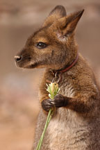 Bennett's wallaby. Red-necked wallaby. Micropus rufogiseus. - Photo #5434
