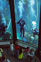 Scuba divers cleaning the tanks. Monterey Aquarium. Monterey, California. - Photo #234