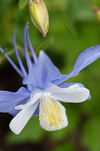 Columbine, Aquilegia - Photo #3734