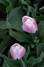 Tulip 'Gabriele', Tulipa. - Photo #2935