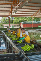Workers sorting bananas. Near Cano Blanco, Costa Rica. - Photo #14135