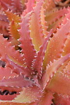 Aloe dorotheae. - Photo #5336