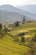 Terraced rice paddies and farmhouses. Punakha, Bhutan. - Photo #23236
