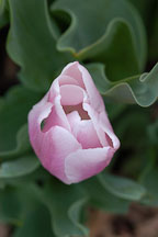 Tulip 'Gabriele', Tulipa. - Photo #2936