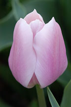 Tulip 'Gabriele', Tulipa. - Photo #2937