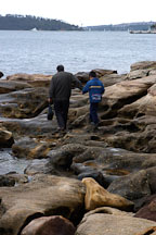 Father and son walking over the rocky shore near Mrs. Macquaries point. Sydney, Australia. - Photo #1637
