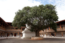 Bodhi tree in the first courtyard of the Punakha Dzong. - Photo #23438