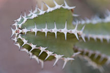 Euphorbia rowlandii. - Photo #5338