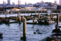 California sea lions at Pier 39's K dock. Zalophus californianus. San Francisco, California. - Photo #39
