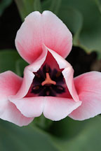 Pictures of Tulipa, Tulips
