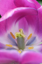Tulip 'Negrita', Tulipa. - photos & pictures - ID #2924