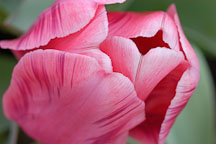 Tulip 'Menton', Tulipa. - photos & pictures - ID #2949