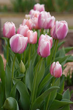 Tulip 'Ollioules', Tulipa. - photos & pictures - ID #2967