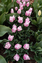 Tulip 'Gabriele', Tulipa. - photos & pictures - ID #2974