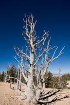 Barren branches of Bristlecone Pine. Bristlecone Loop Trail, Bryce Canyon NP, Utah. - Photo #19104