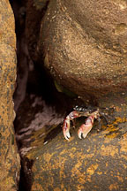 Striped shore crab between the rocks at Weston Beach. Point Lobos, California. - Photo #27004