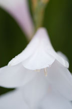 Watsonia pyramidata. - Photo #3304