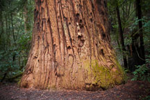 Colonel Armstrong tree. Armstrong Redwoods State Natural Reserve - Photo #32040