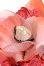 Flower book by Nancy Welch. - Photo #2240