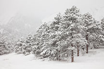 Snow covered pine trees in Chautauqua Park, Boulder, Colorado. - Photo #33140